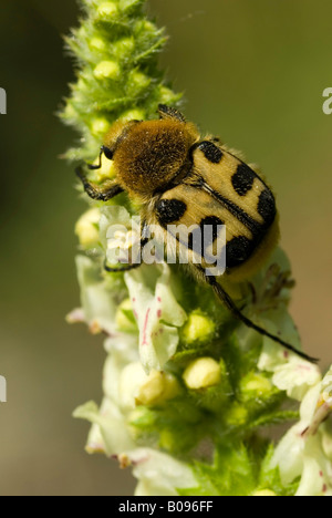 Biene-Käfer (Trichius Fasciatus) thront auf einer Blume, Feldthurns, Bolzano-Bozen, Italien Stockfoto