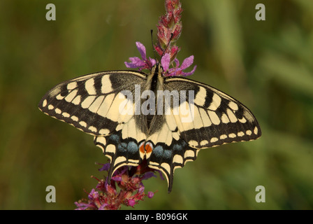 Alten Welt Schwalbenschwanz oder gemeinsamen gelbe Schwalbenschwanz (Papilio Machaon) thront auf einer Blume, Angerberg, Tirol, Österreich Stockfoto