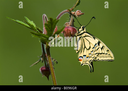 Alten Welt Schwalbenschwanz oder gemeinsamen gelbe Schwalbenschwanz (Papilio Machaon) thront auf einer Blume, Angerberg, Tirol, Österreich Stockfoto