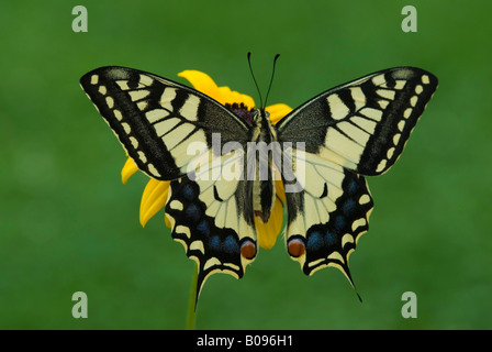 Alten Welt Schwalbenschwanz oder gemeinsamen gelbe Schwalbenschwanz (Papilio Machaon) thront auf einer Blume, Schwaz, Tirol, Österreich Stockfoto