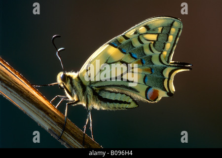 Alten Welt Schwalbenschwanz oder gemeinsamen gelbe Schwalbenschwanz (Papilio Machaon), Schwaz, Tirol, Österreich Stockfoto