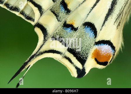 Flügel Detail, Old World Schwalbenschwanz oder gemeinsamen gelbe Schwalbenschwanz (Papilio Machaon), Schwaz, Tirol, Österreich Stockfoto