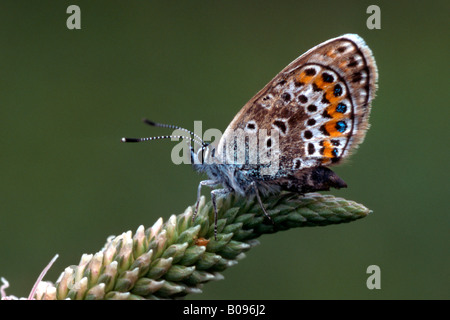 Silber besetzte blaue Schmetterling (Plebejus Argus), Wörgl, Tirol, Österreich Stockfoto