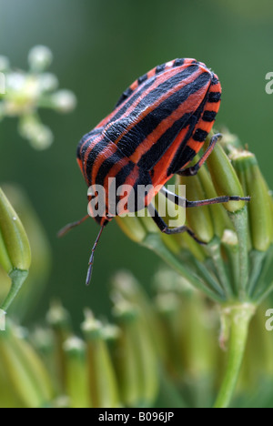 Gestreiften Schild Bug (Graphosoma Lineatum), Tratzberg Nature Reserve, Tirol, Österreich Stockfoto