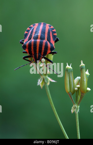 Gestreiften Schild Bug (Graphosoma Lineatum), Tratzberg Nature Reserve, Tirol, Österreich Stockfoto