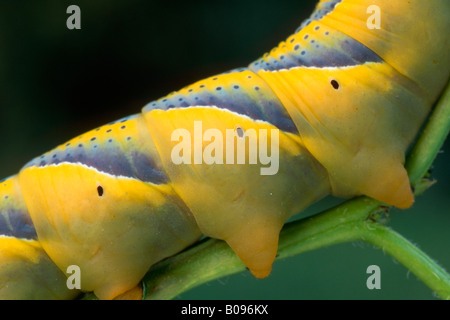 Totenkopf Hawkmoth Raupe (Acherontia Atropos), Schwaz, Nord-Tirol, Österreich Stockfoto