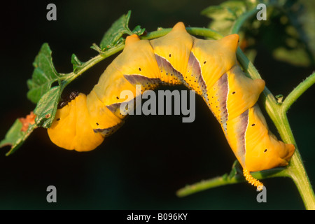 Totenkopf Hawkmoth Raupe (Acherontia Atropos), Schwaz, Nord-Tirol, Österreich Stockfoto