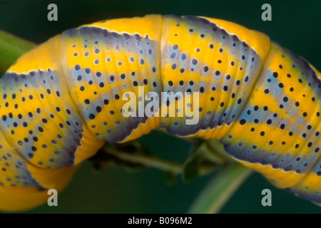 Totenkopf Hawkmoth Raupe (Acherontia Atropos), Schwaz, Nord-Tirol, Österreich Stockfoto