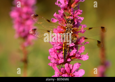 Vier-spotted Chaser oder vier entdeckt Skimmer Libelle (Libellula Quadrimaculata) thront auf einer Blüte, Nord-Tirol, Österreich Stockfoto