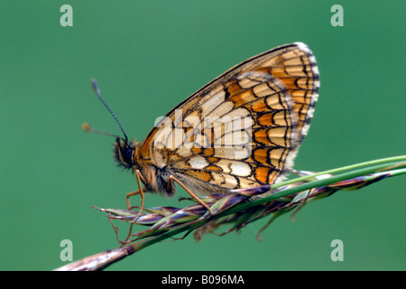 Heide Fritillary (Melitaea Athalia), Tirol, Österreich Stockfoto