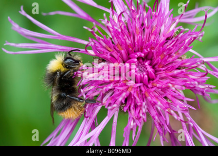 Schrille Carder Bee (Bombus Sylvarum) thront auf einer braun-Flockenblume (Centaurea Jacea) Blüte, Achensee, Tirol, Österreich Stockfoto