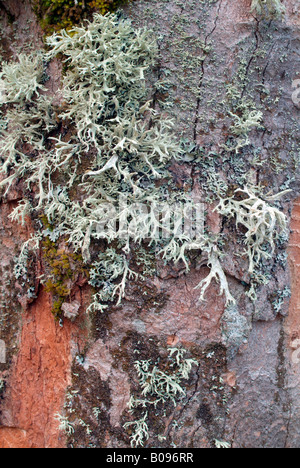 Eichenmoos, eichenmoos (Evernia Prunastri), Grosser Ahornboden, Karwendel-Bereich, Tirol, Österreich Stockfoto