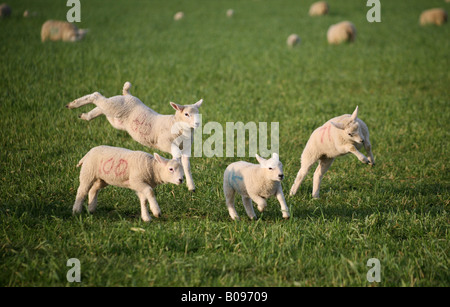 Lämmer auf die Essex Suffolk Grenzen Felder im Kirchturm Bumpstead springen Stockfoto