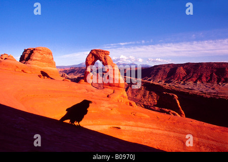 Kolkrabe (Corvus Corax), Delicate Arch, La Sal Range, Arches-Nationalpark, Utah, USA Stockfoto