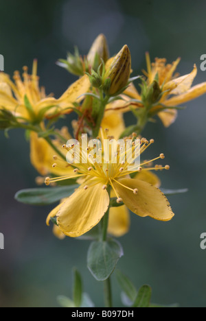 Johanniskraut (Hypericum Perforatum), Schwaz, Tirol, Österreich, Europa Stockfoto