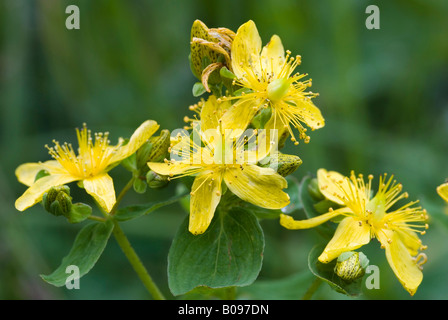 Johanniskraut (Hypericum Perforatum), Schöneck, Nationalpark Hohe Tauern, Carnithia, Österreich, Europa Stockfoto