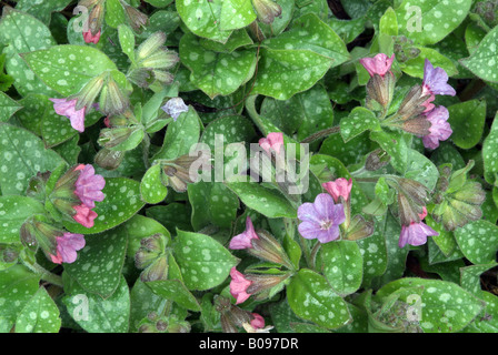 Lungenkraut (Pulmonaria Officinalis), Schwaz, Tirol, Österreich, Europa Stockfoto