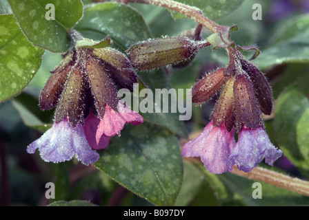 Lungenkraut (Pulmonaria Officinalis), Eichenwald in Stams, Tirol, Österreich, Europa Stockfoto