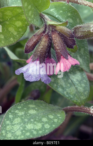 Lungenkraut (Pulmonaria Officinalis), Eichenwald in Stams, Tirol, Österreich, Europa Stockfoto