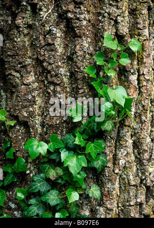 Efeu (Hedera Helix) klettern ein Baumstamm, Matzen-Park, Brixlegg, Tirol, Österreich, Europa Stockfoto