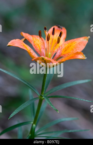 Feuer, Lilie oder Orange Lilie (Lilium Bulbiferum), Monte Baldo, Gardasee, Italien, Europa Stockfoto