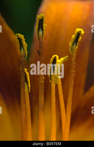 Feuer, Lilie oder Orange Lilie (Lilium Bulbiferum), Garten verschiedene, Andres botanischen Gärten, Monte Baldo, Gardasee, Italien Stockfoto