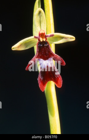 Fliegen Sie, Orchidee (Ophrys Insectifera), Gaisalm, Achensee, Karwendel, Tirol, Österreich, Europa Stockfoto