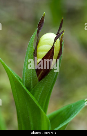 Frauenschuh Orchidee (Cypripedium Calceolus), Martinau, Lechtal, Tirol, Österreich, Europa Stockfoto