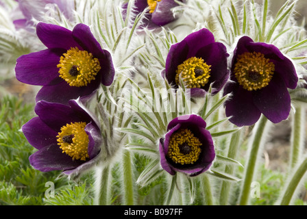 Kleinen Kuhschelle (Pulsatilla Pratensis), heimisch in Europa und Asien, botanische Gärten in Innsbruck, Austria, Europe Stockfoto