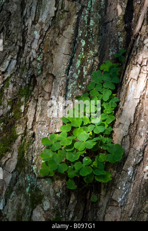 Gemeinsamen Sauerklee (Oxalis Acetosella), Schlosspark Matzen, Brixlegg, Tirol, Österreich, Europa Stockfoto