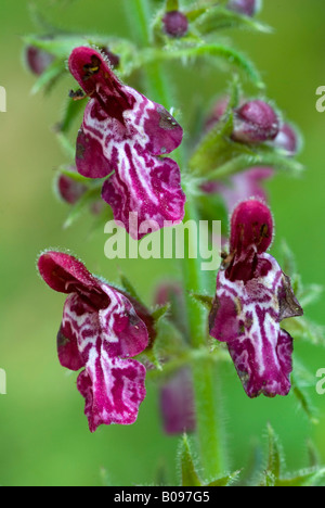 Hedge Woundwort (Niederwendischen Sylvatica), See Tristachersee, Lienz, Ost-Tirol, Österreich, Europa Stockfoto