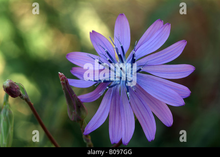 Allgemeine Zichorie (Cichorium Intybus), Feldthurns, Bolzano-Bozen, Italien Stockfoto