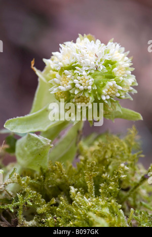 Weiße Pestwurz (Petasites Albus), Karwendel-Bereich, Tirol, Österreich, Europa Stockfoto