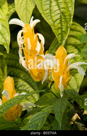 Lutscher Pflanze oder Golden Garnelen Pflanze (Pachystachys Lutea), Botanischer Garten, Universität Innsbruck, Österreich Stockfoto