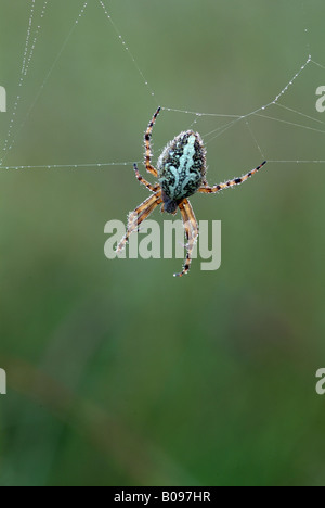 Eiche Spider (Aculepeira Ceropegia), Filz, Wörgl, Tirol, Österreich, Europa Stockfoto