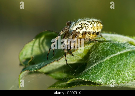 Eiche Spider (Aculepeira Ceropegia), BEG Biotop in der Nähe von Rotholz, Tirol, Österreich, Europa Stockfoto