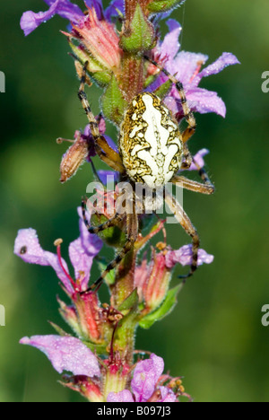 Eiche Spider (Aculepeira Ceropegia) thront auf einer Blume, Filz, Wörgl, Tirol, Österreich Stockfoto