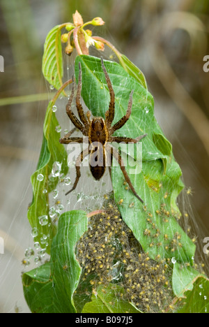 Raft Spider (Dolomedes Fimbriatus), See Riedenersee, Lechtal, Tirol, Österreich, Europa Stockfoto