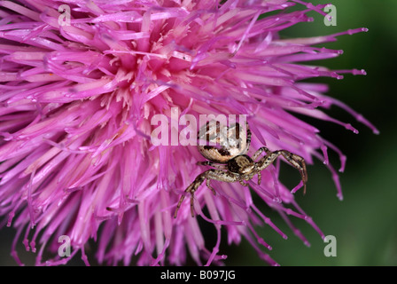 Krabbenspinne (Xysticus Cristatus) thront auf einer Blüte, Vomperloch, Karwendel-Bereich, Tirol, Österreich, Europa Stockfoto