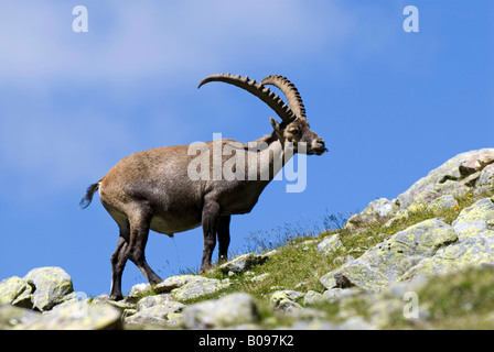 Männlichen Steinböcke (Capra Ibex), Hohe Geige, Pitztal, Tirol, Österreich, Europa Stockfoto