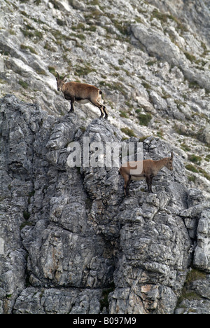 Männliche Alpine Steinböcke (Capra Ibex) auf einer felsigen Klippe, Kelberg, Karwendel-Bereich, Tirol, Österreich, Europa Stockfoto