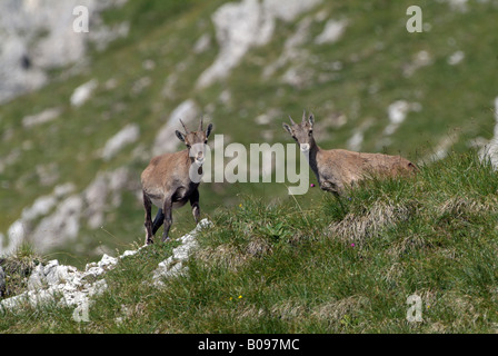 Weibliche Alpine Steinböcke (Capra Ibex), Mt. Mondschein-Spitze, Karwendel-Palette, Österreich, Europa Stockfoto