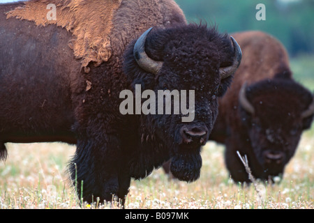 Amerikanischer Bison, Büffel (Bison Bison), Herde von Buffalos in einer