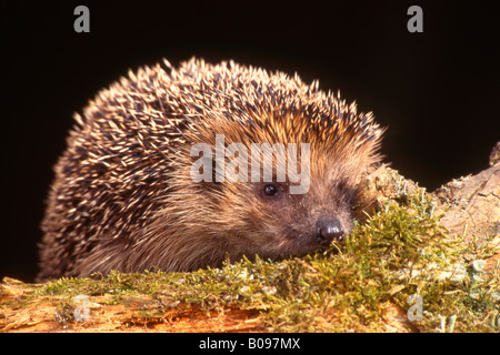 Europäische Igel (Erinaceus Europaeus), Schwaz, Tirol, Österreich, Europa Stockfoto