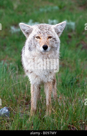 Kojote (Canis Latrans), Yellowstone-Nationalpark, Wyoming, USA Stockfoto