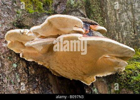 Rot gebändert Polypore Pilz, Baum Pilze (Fomitopsis Pinicola) Stockfoto