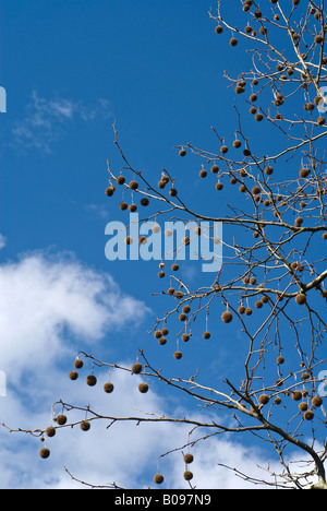 Ahornblättrige Platane oder Hybrid-Flugzeug (Platanus X hispanica) Saatgut Kugeln Stockfoto