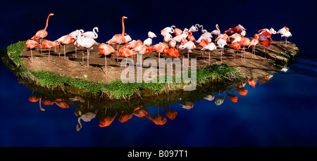 Herde von Rosaflamingos (Phoenicopterus Ruber Ruber) thront auf einer kleinen Insel spiegelt sich auf den tiefblauen Oberfläche eines Sees Stockfoto