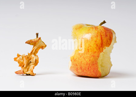 Stock Foto von einem ausgetrockneten alten Apfel-Kern neben einem frischen Apfel-Kern ist der Aufnahme vor einem weißen Hintergrund Stockfoto