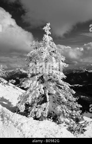 Verschneite Fichte (Picea), hohe Alpen, Chiemgau, Bayern, Deutschland Stockfoto